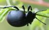Timarcha tenebricosa